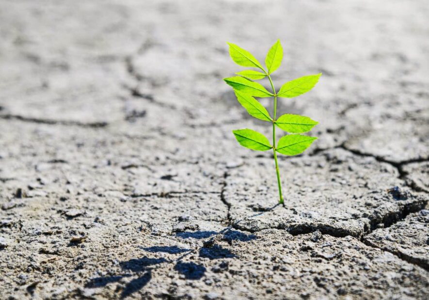 small green sprout growing in desert, concept of resilience of life in the harsh desert environment