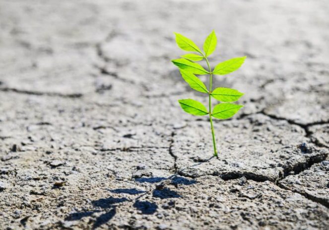 small green sprout growing in desert, concept of resilience of life in the harsh desert environment